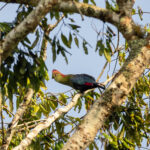 Fischer's Turaco (image by Bjorn Andersson)