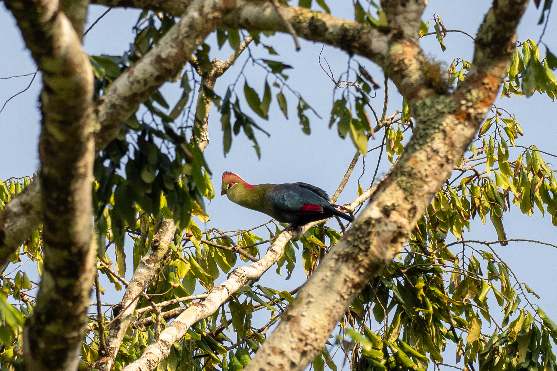 Fischer's Turaco (image by Bjorn Andersson)