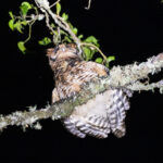 Fraser's Eagle-Owl (image by Bjorn Andersson)