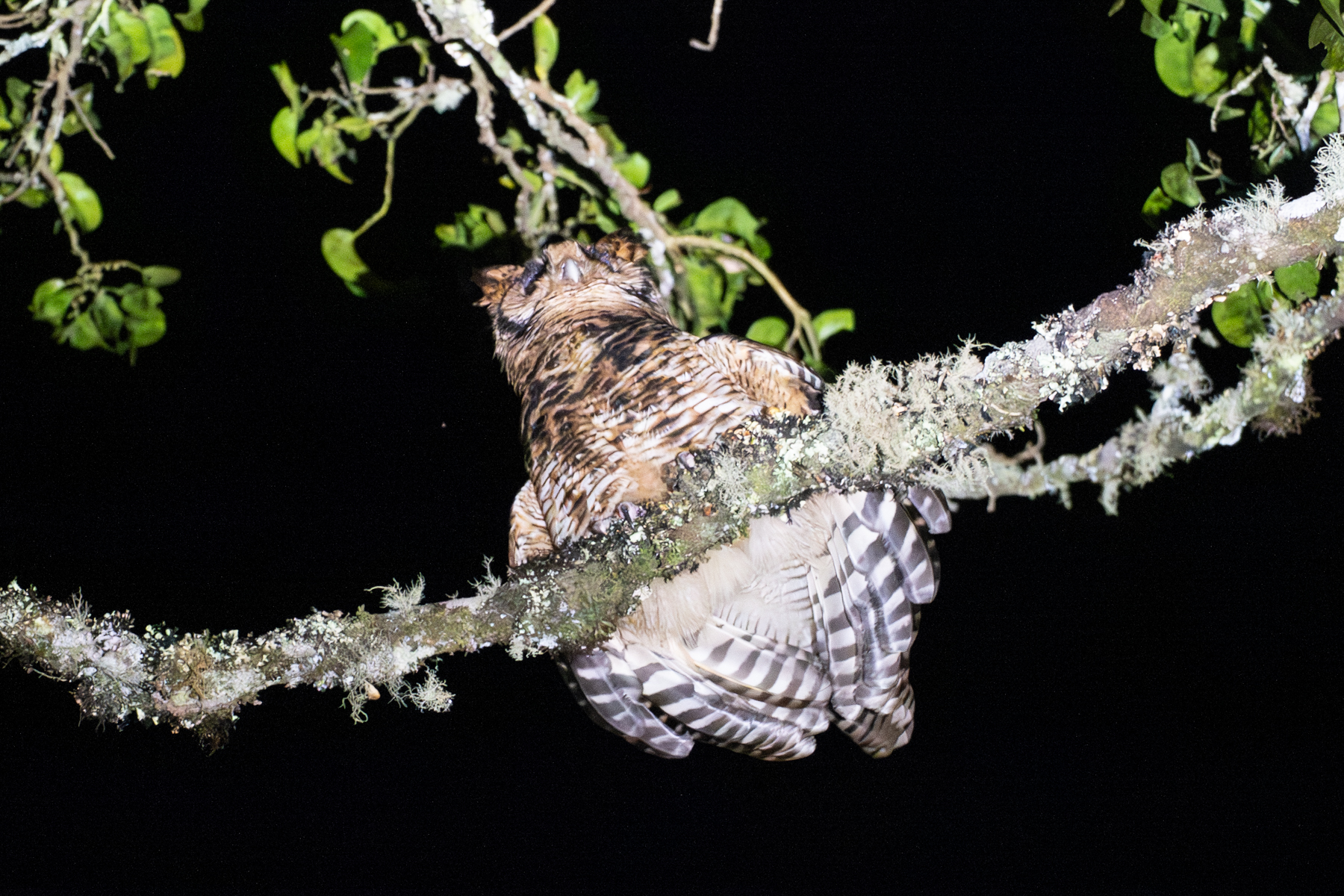 Fraser's Eagle-Owl (image by Bjorn Andersson)