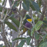 Geelvink Fruit-Dove (image by Pete Morris)