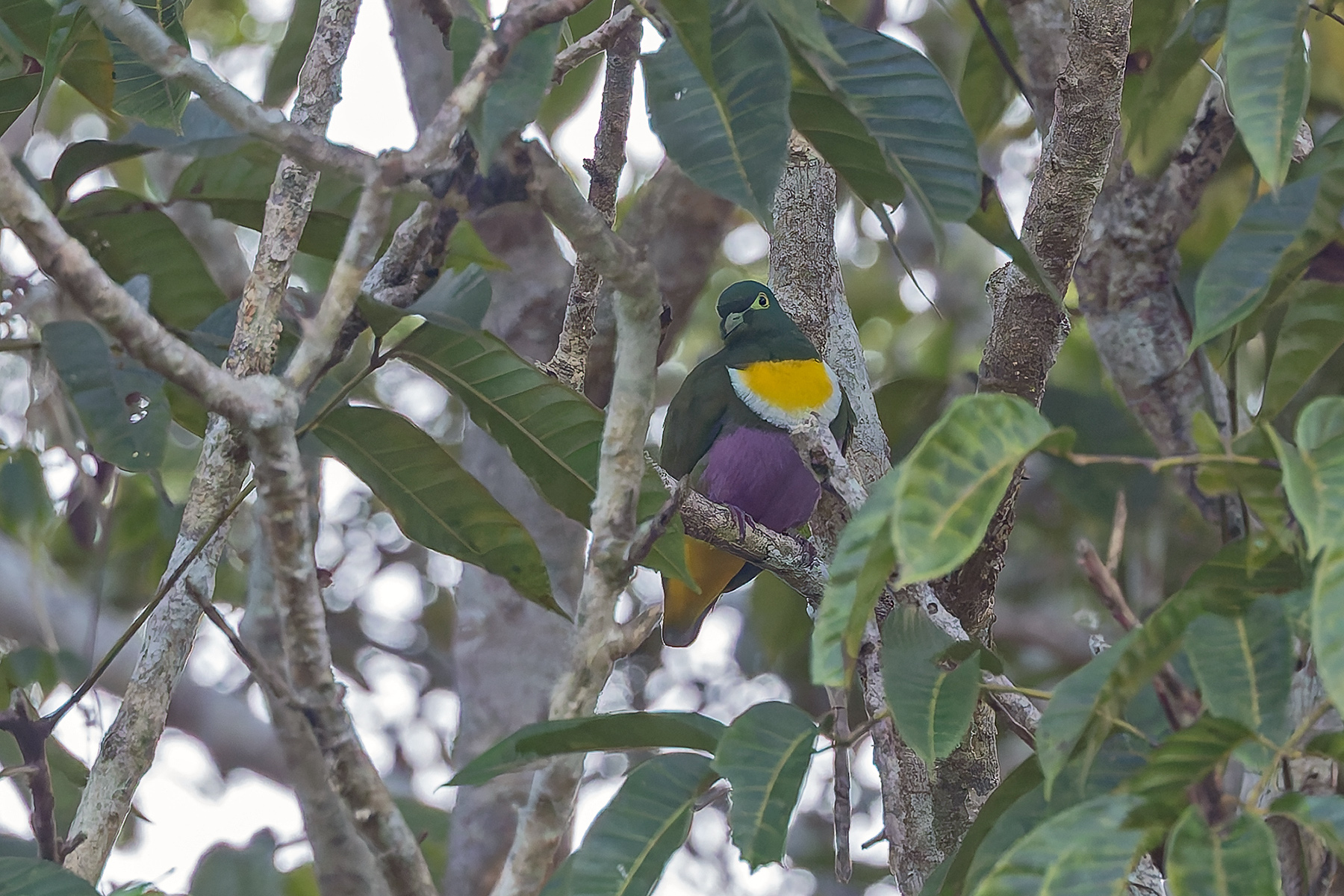 Geelvink Fruit-Dove (image by Pete Morris)