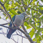 Geelvink Imperial Pigeon (image by Pete Morris)