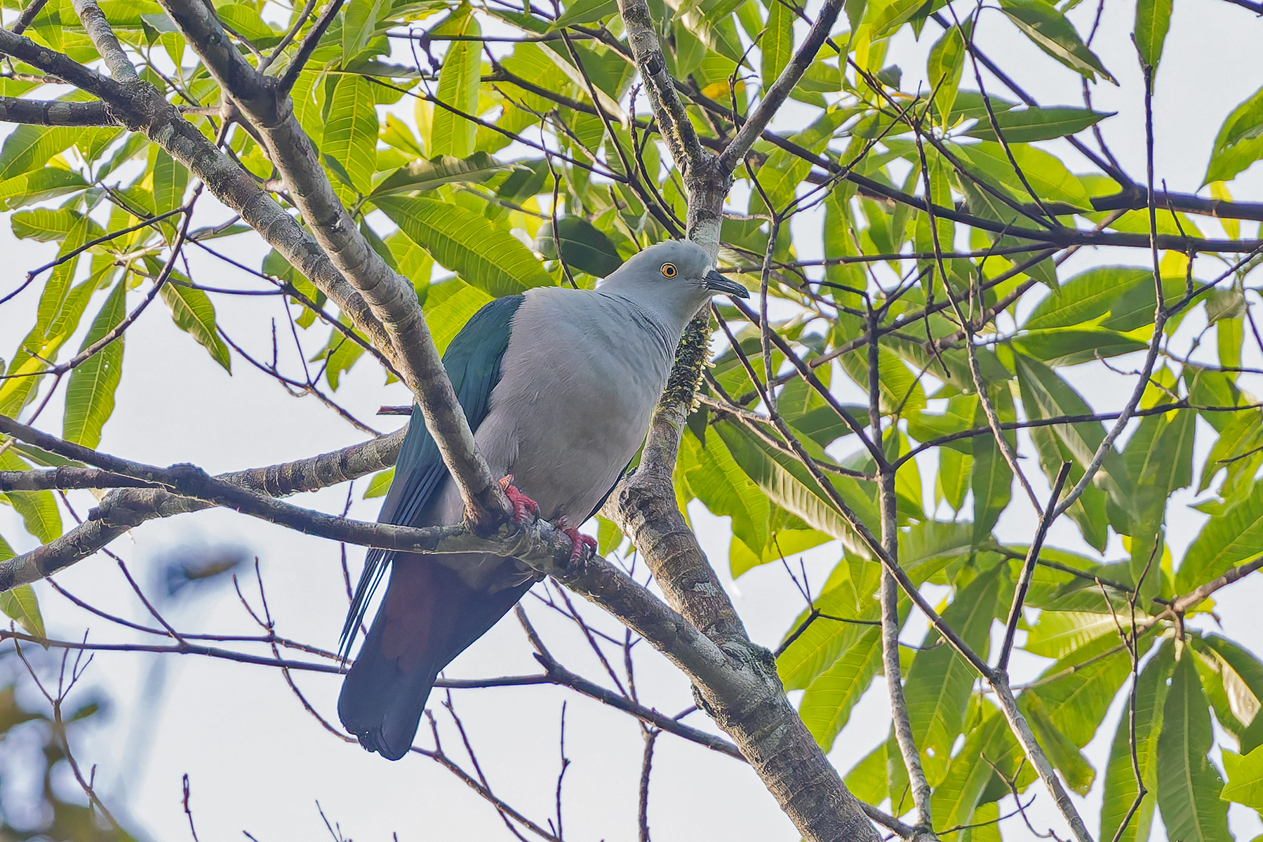 Geelvink Imperial Pigeon (image by Pete Morris)