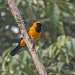 Golden Monarch (image by Pete Morris)