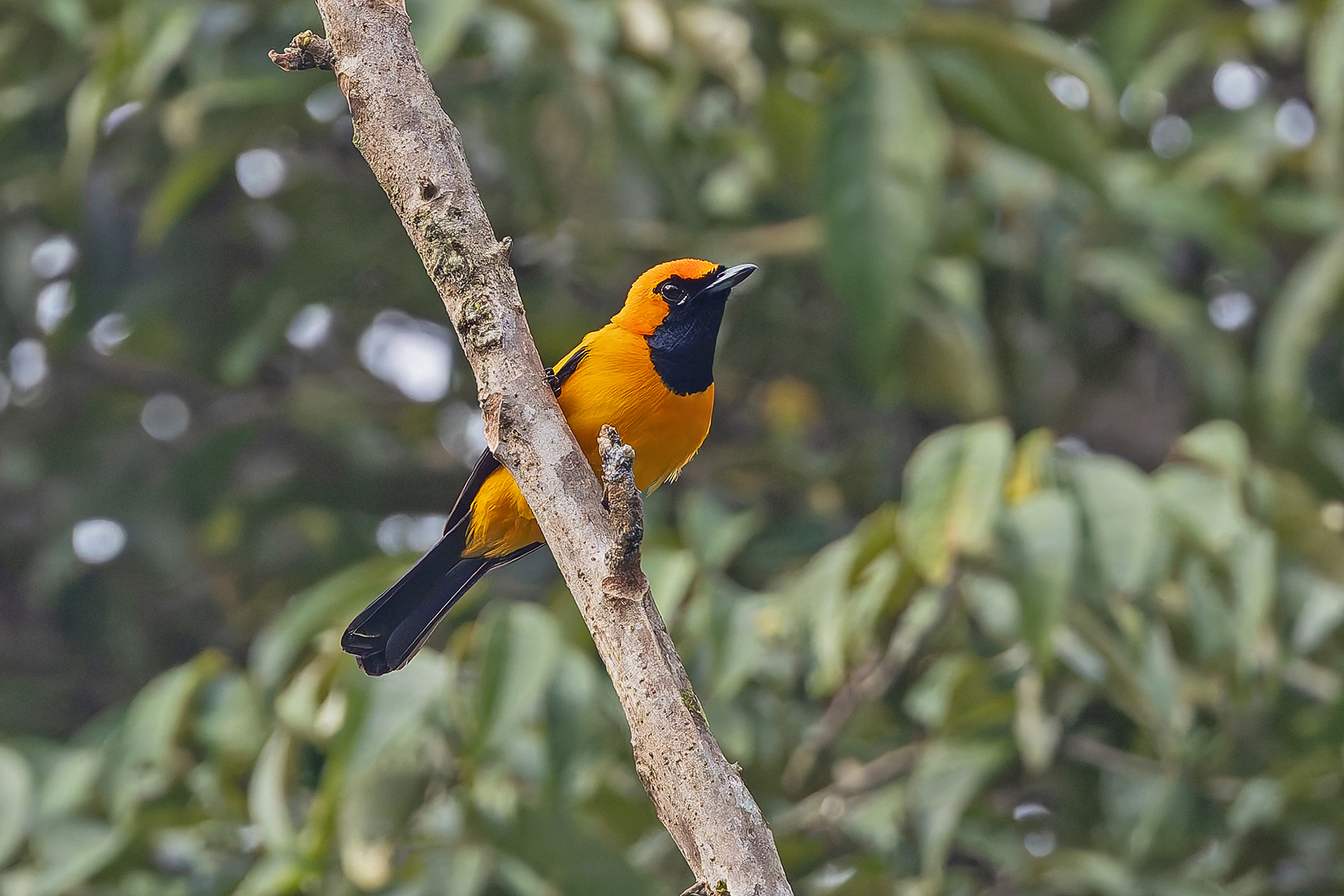 Golden Monarch (image by Pete Morris)