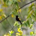 Golden-winged Sunbird (image by Bjorn Andersson)