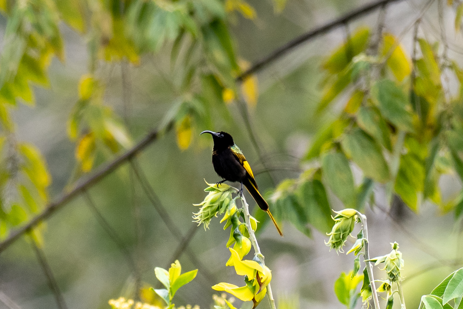 Golden-winged Sunbird (image by Bjorn Andersson)