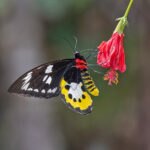 Goliath Birdwing (image by Pete Morris)