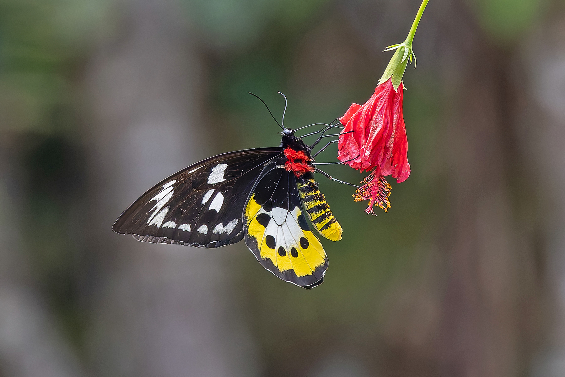 Goliath Birdwing (image by Pete Morris)