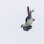 Great Cuckoo-Dove (image by Pete Morris)