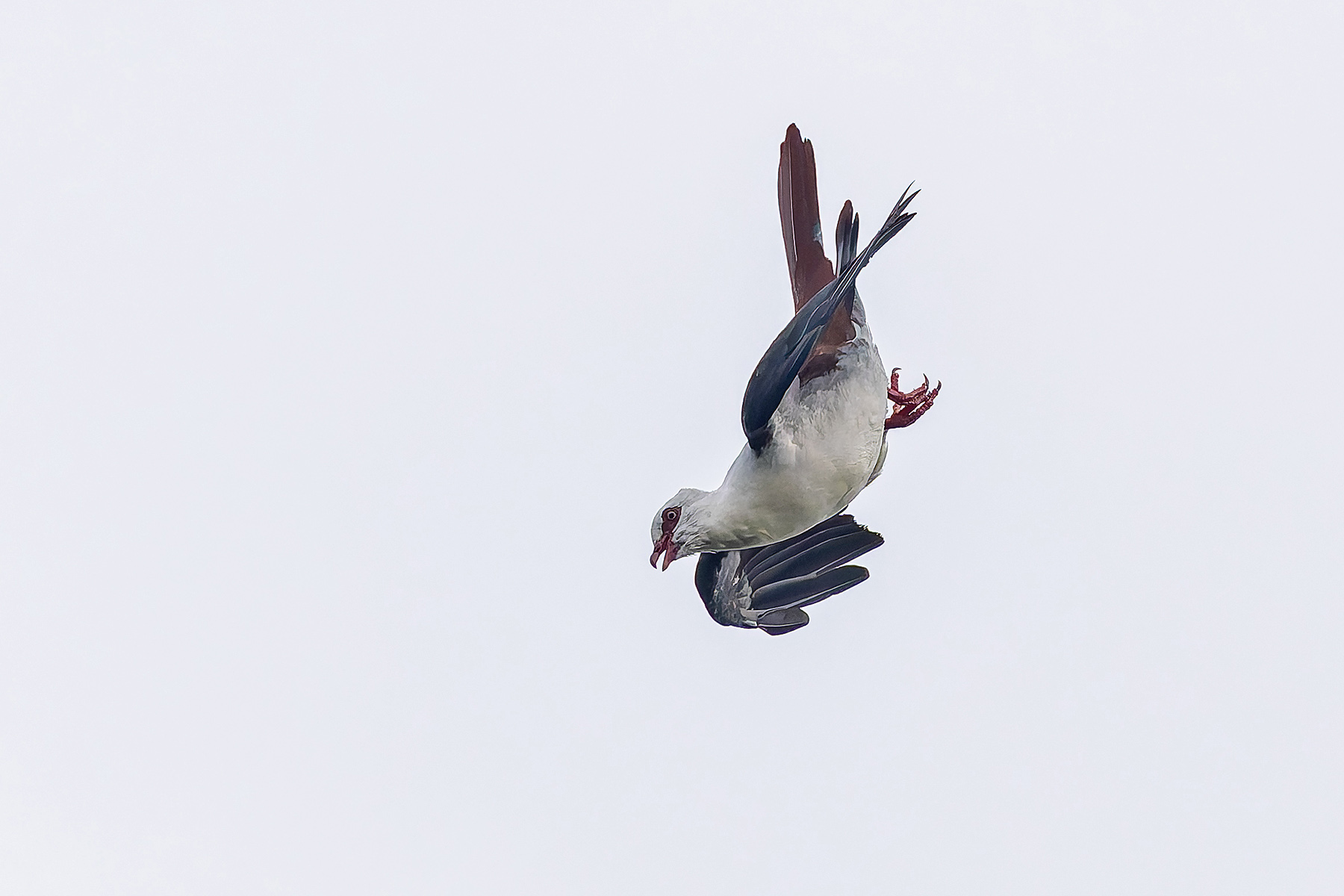 Great Cuckoo-Dove (image by Pete Morris)