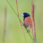 Great-billed Mannikin (image by Pete Morris)