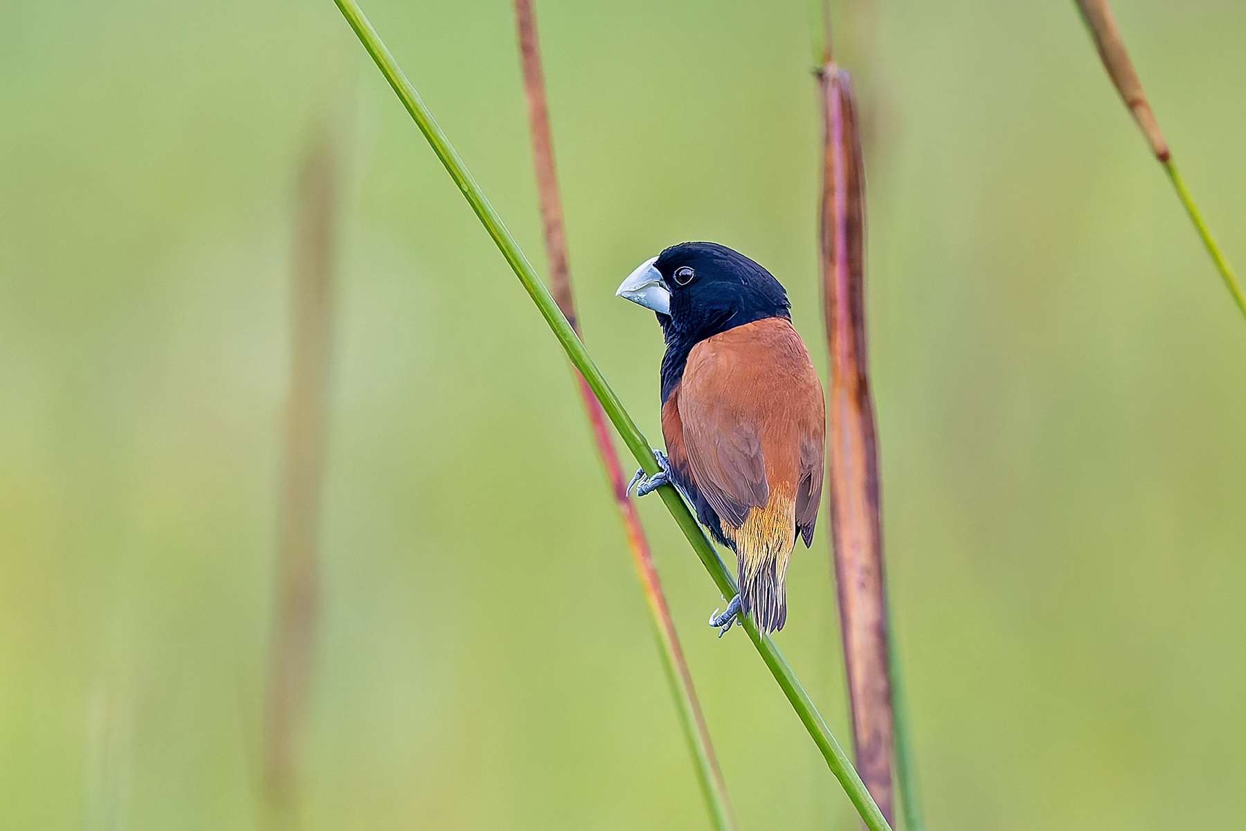 Great-billed Mannikin (image by Pete Morris)