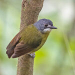 Green-backed Robin (image by Pete Morris)