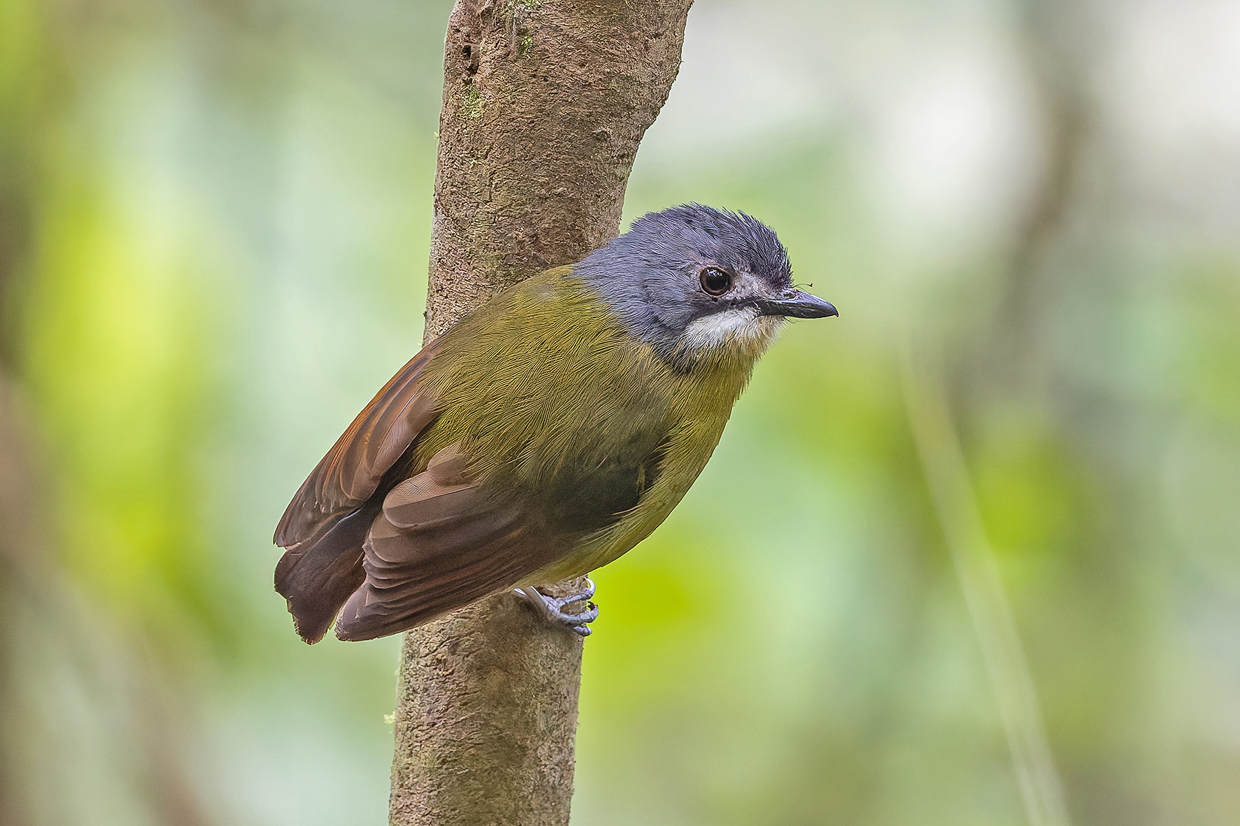 Green-backed Robin (image by Pete Morris)