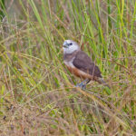 Grey-banded Mannikin (image by Pete Morris)