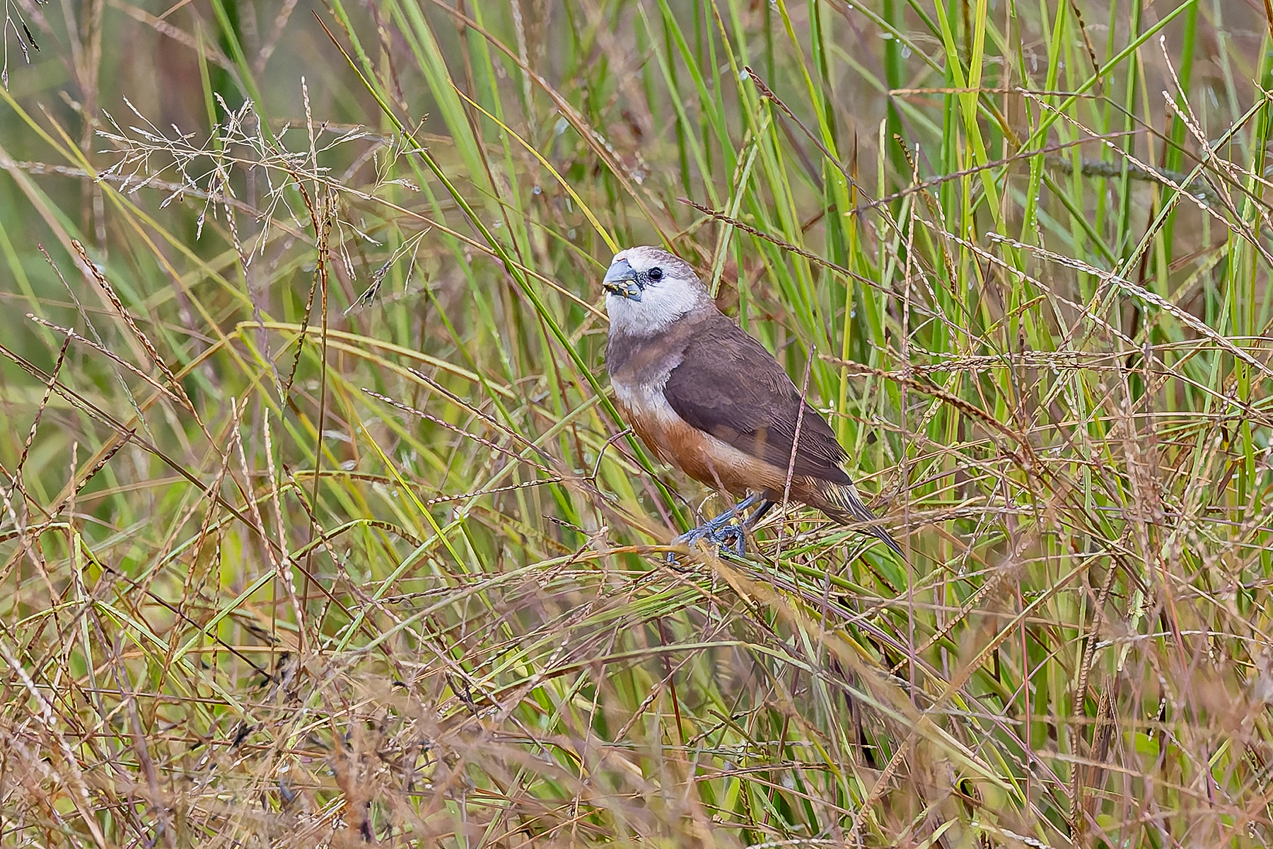 Grey-banded Mannikin (image by Pete Morris)
