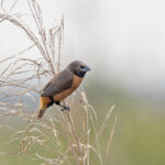 Grey-crowned Mannikin (image by Pete Morris)