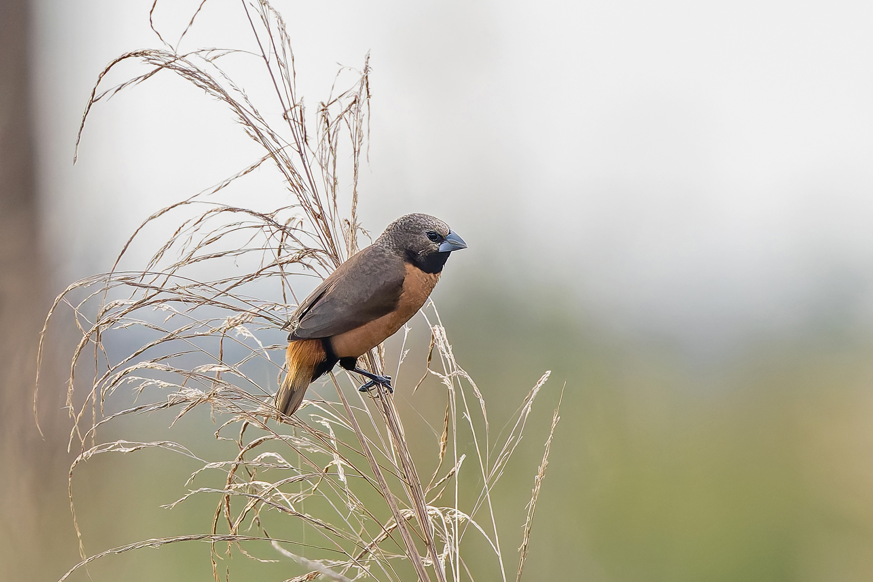 Grey-crowned Mannikin (image by Pete Morris)
