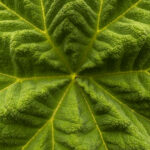 Gunnera detail (image by Mark Beaman)