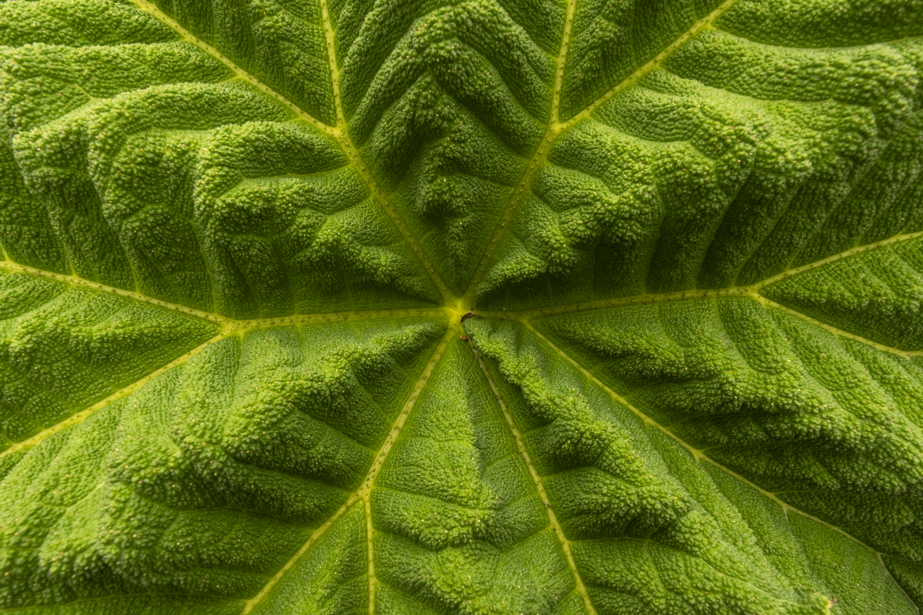 Gunnera detail (image by Mark Beaman)