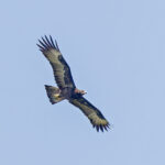 Gurney's Eagle (image by Pete Morris)