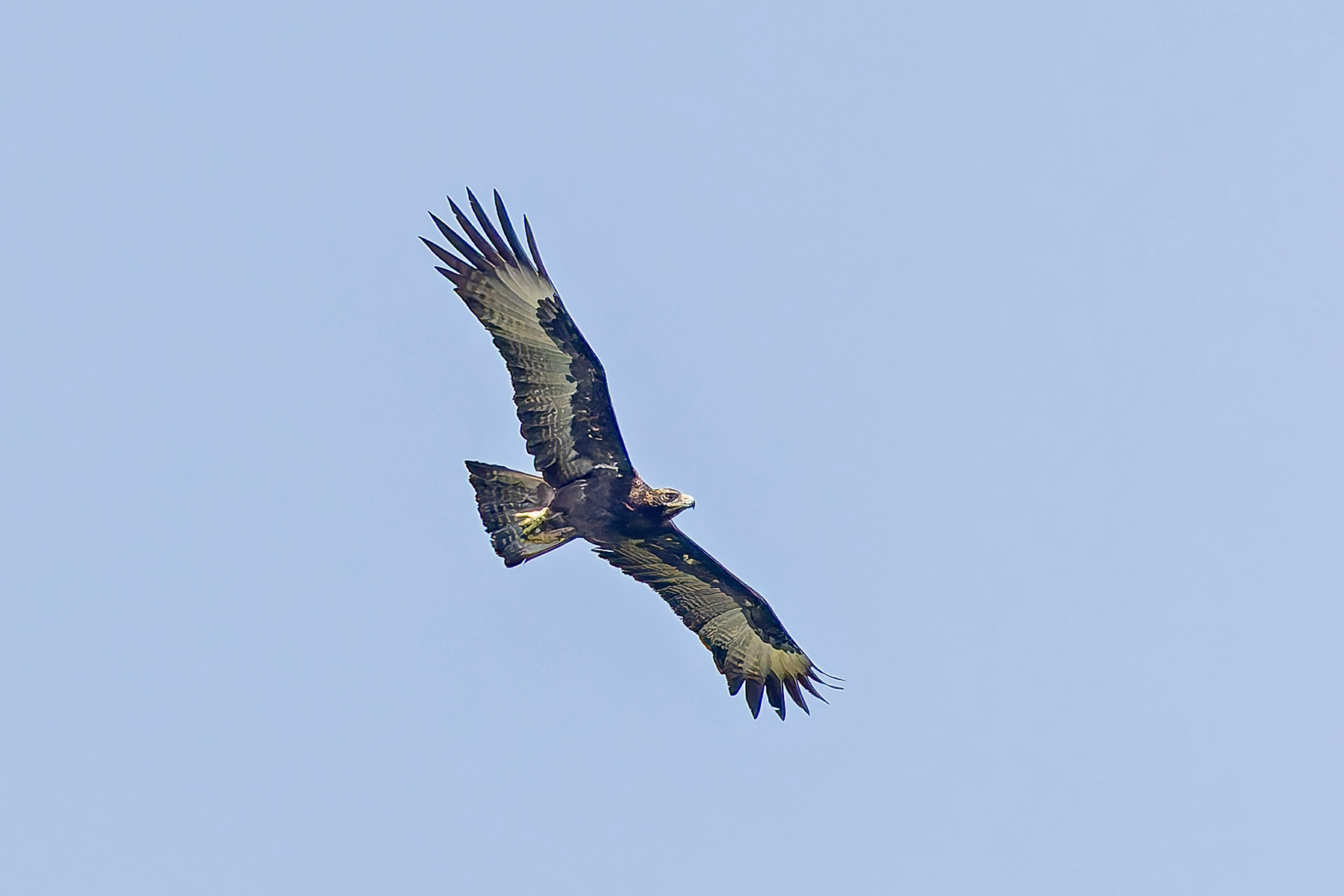 Gurney's Eagle (image by Pete Morris)