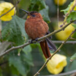 Juan Fernandez Firecrown (image by Mark Beaman)