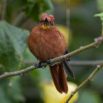 Juan Fernandez Firecrown (image by Mark Beaman)