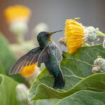 Juan Fernandez Firecrown female (image by Mark Beaman)