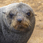 Juan Fernandez Fur Seal (image by Mark Beaman)