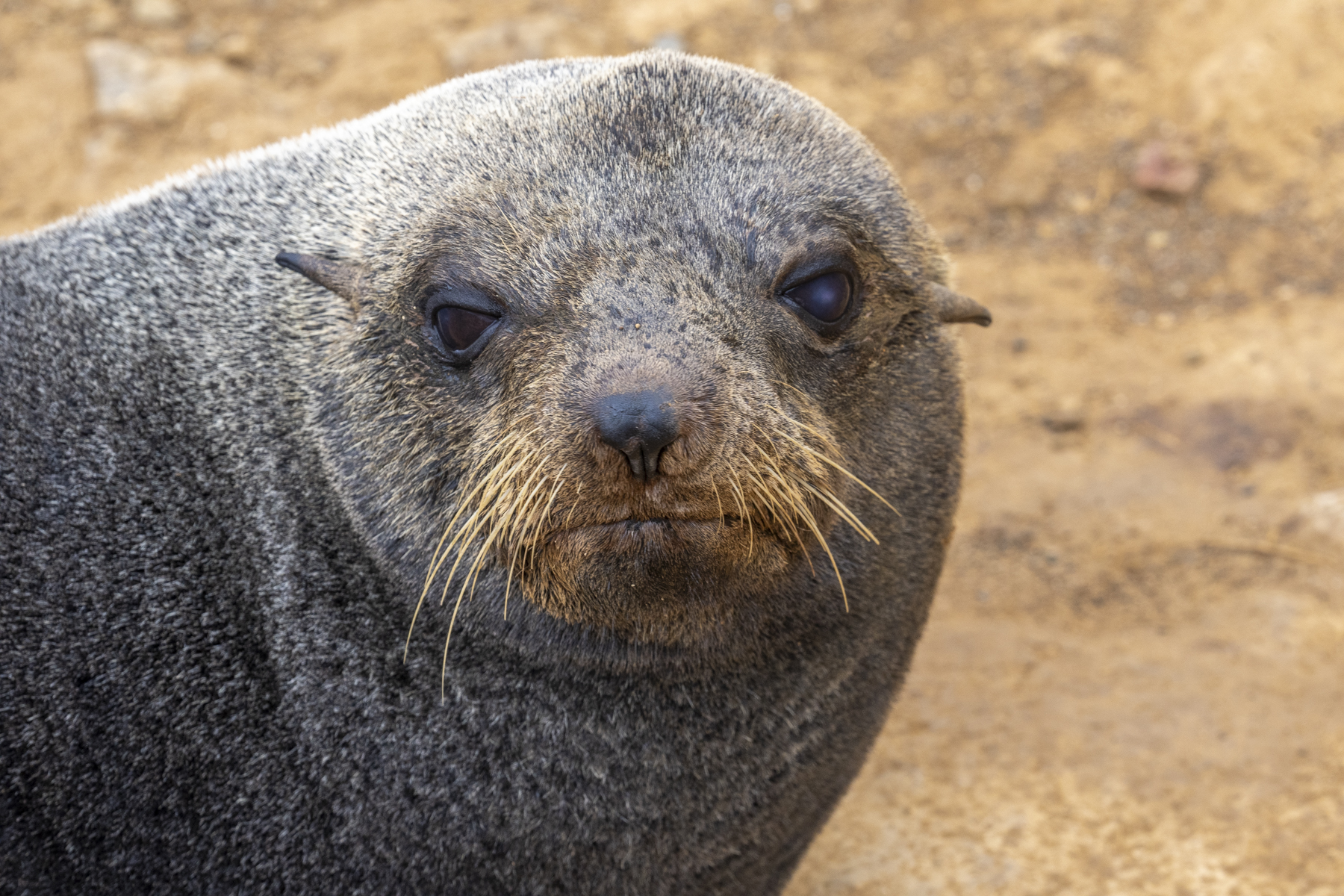Juan Fernandez Fur Seal (image by Mark Beaman)