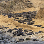 Juan Fernandez Fur Seals (image by Mark Beaman)