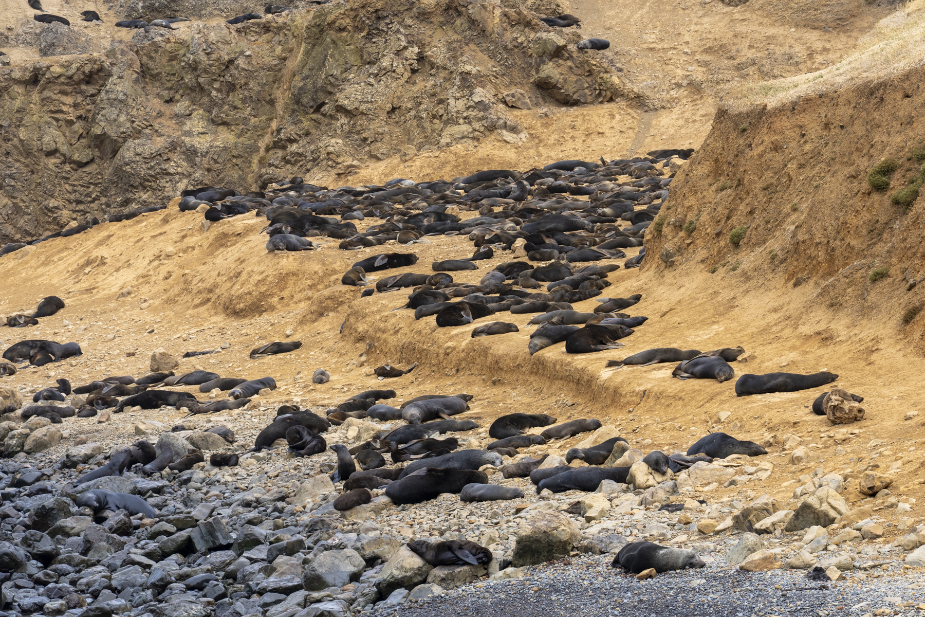 Juan Fernandez Fur Seals (image by Mark Beaman)