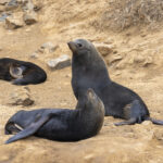 Juan Fernandez Fur Seals (image by Mark Beaman)