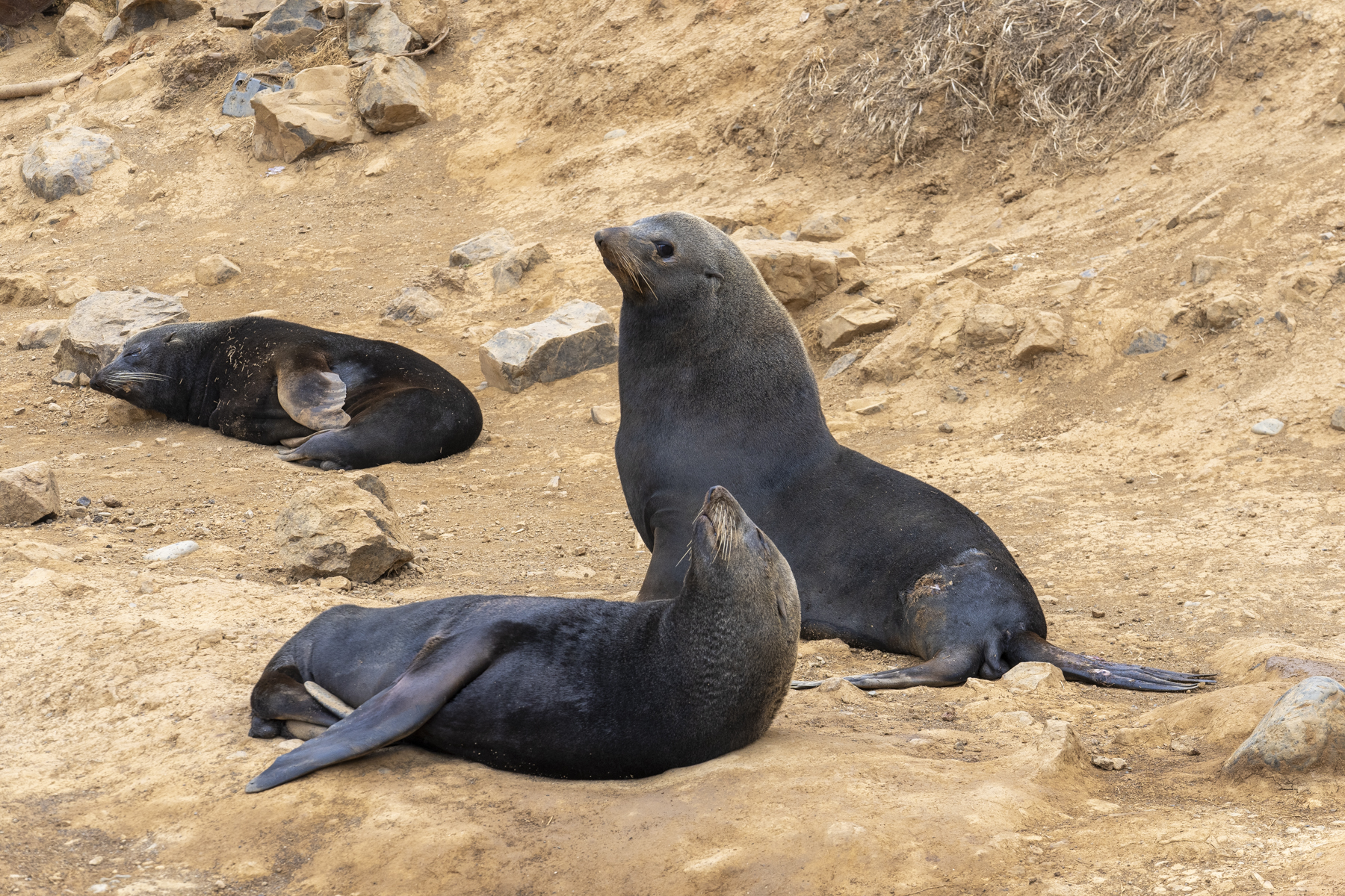 Juan Fernandez Fur Seals (image by Mark Beaman)