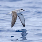 Juan Fernandez Petrel (image by Mark Beaman)