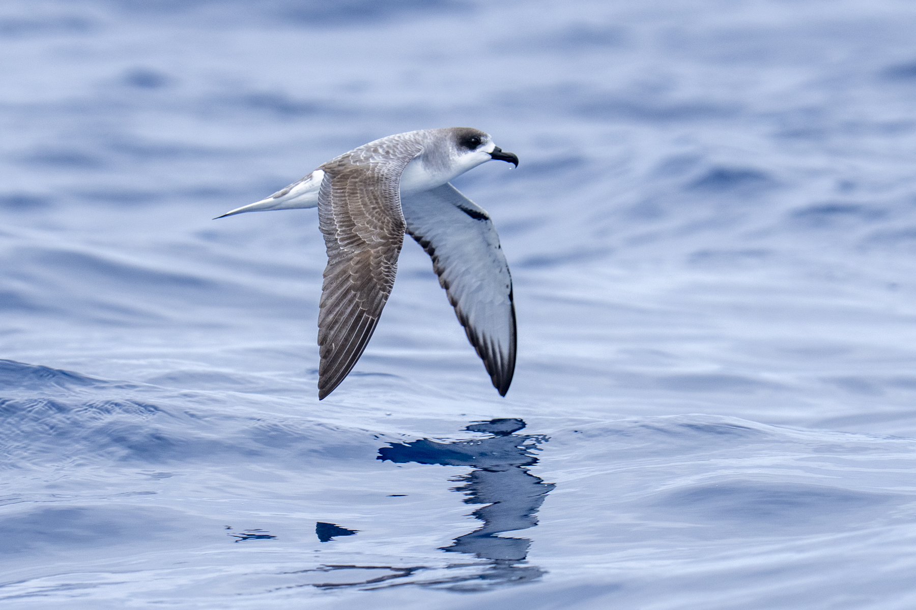Juan Fernandez Petrel (image by Mark Beaman)