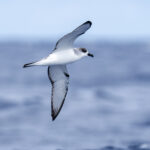 Juan Fernandez Petrel (image by Mark Beaman)