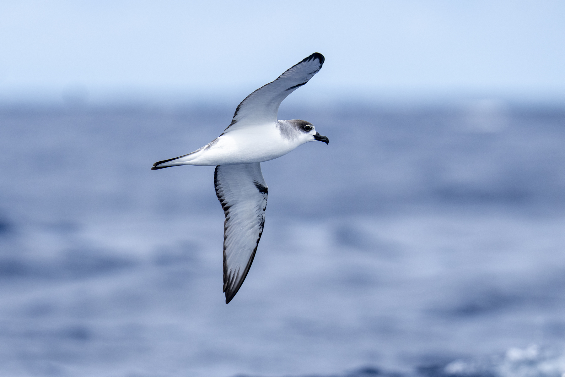 Juan Fernandez Petrel (image by Mark Beaman)
