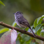Juan Fernandez Tit-Tyrant (image by Mark Beaman)