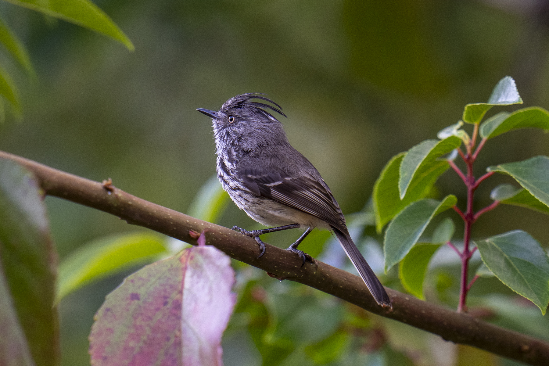 Juan Fernandez Tit-Tyrant (image by Mark Beaman)