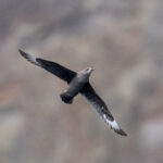Kermadec Petrel (image by Mark Beaman)
