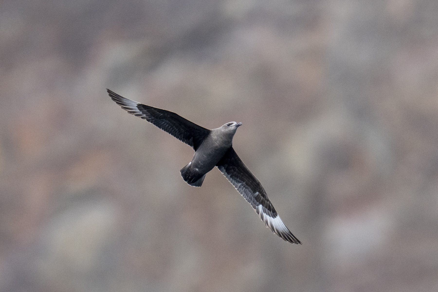 Kermadec Petrel (image by Mark Beaman)