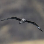 Kermadec Petrel (image by Mark Beaman)