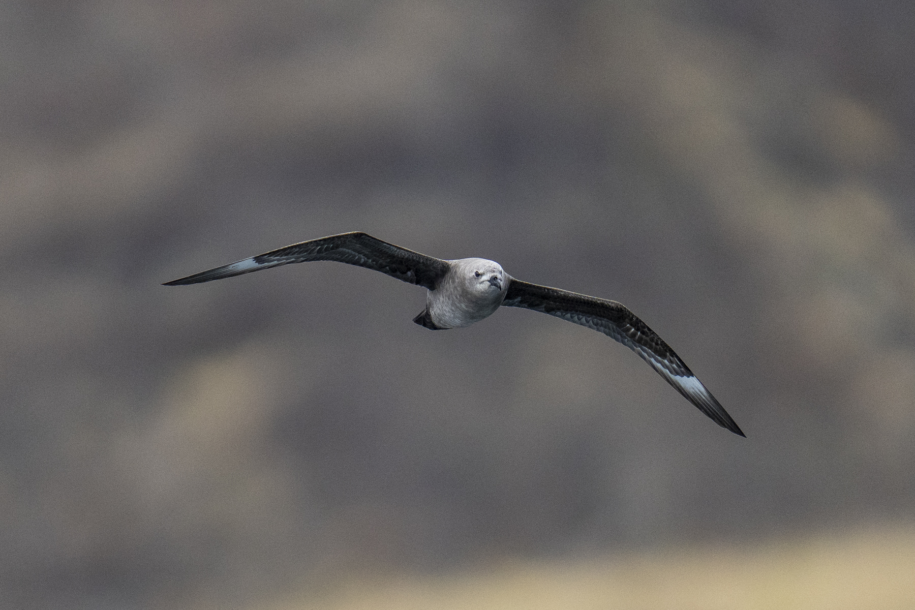 Kermadec Petrel (image by Mark Beaman)