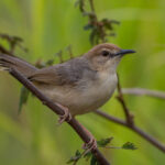 Kilombero Cisticola (image by Bjorn Andersson)