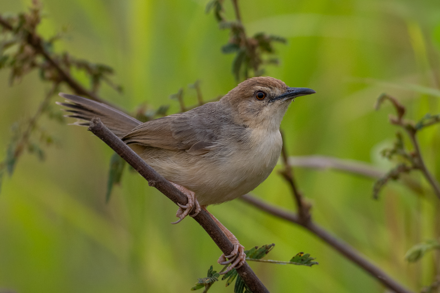 Kilombero Cisticola (image by Bjorn Andersson)