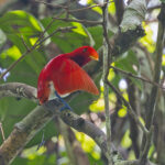 King Bird-of-Paradise (image by Pete Morris)